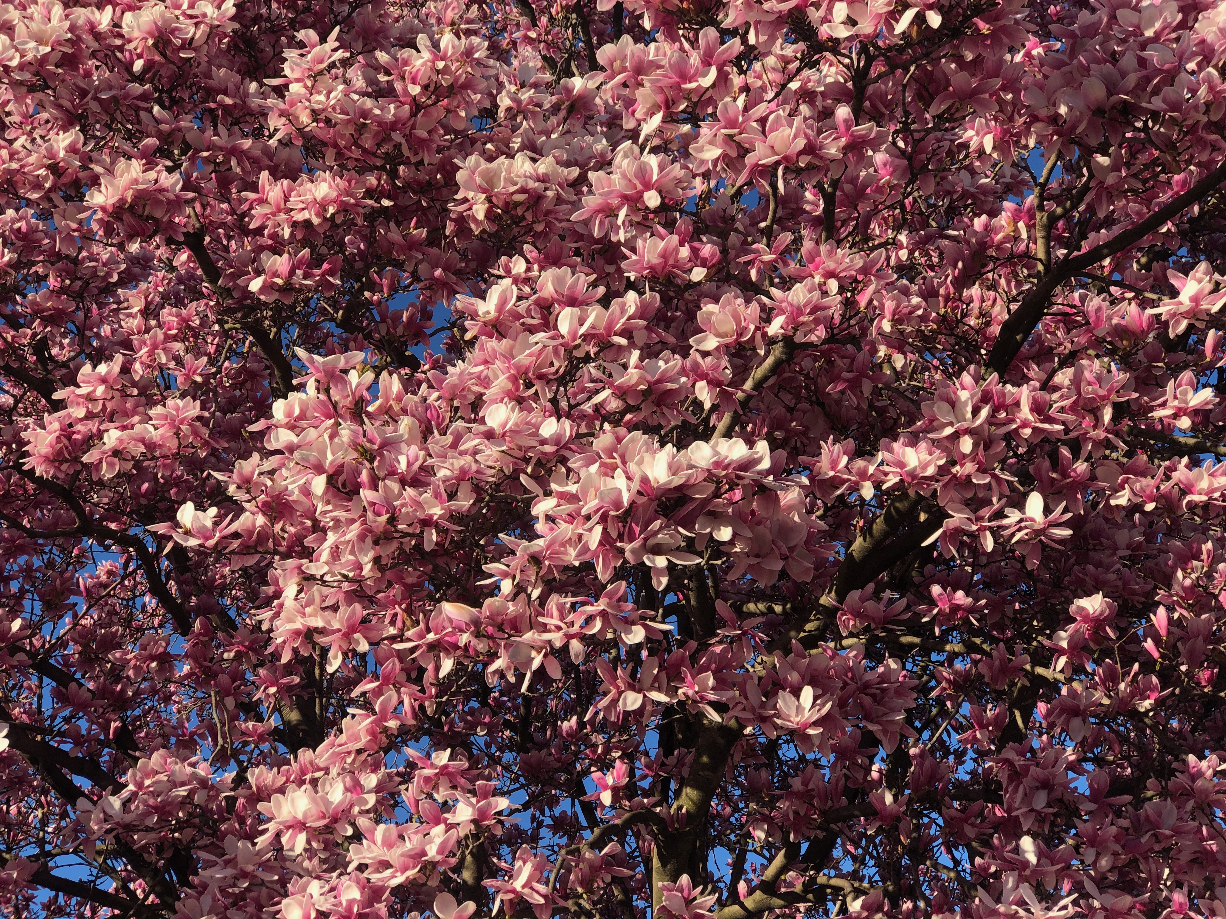 Life and Spring